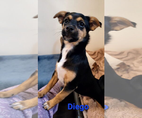 Medium Photo #2 Chiweenie Puppy For Sale in Des Moines, IA, USA