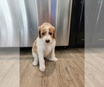 Small Photo #14 Goldendoodle Puppy For Sale in KANSAS CITY, MO, USA