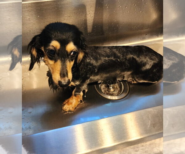 Medium Photo #5 Dachshund Puppy For Sale in Shelbyville, TN, USA