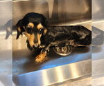 Small #4 Dachshund