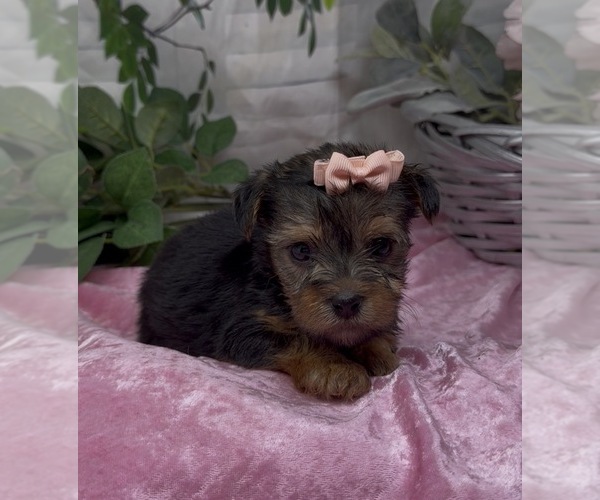 Medium Photo #5 Shorkie Tzu Puppy For Sale in SELLERSBURG, IN, USA