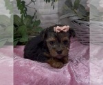 Small #4 Shorkie Tzu