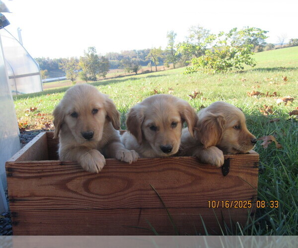 Medium Photo #5 Golden Retriever Puppy For Sale in SINGERS GLEN, VA, USA