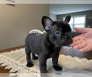French Bulldog Puppy for sale in DE SOTO, KS, USA