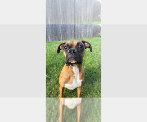 Boxer Dogs for adoption in Austin, TX, USA