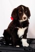 Small Photo #1 Aussiedoodle Puppy For Sale in MONTROSE, CO, USA