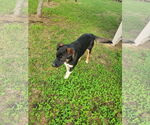 Small #1 Mutt