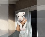 Puppy 8 American Staffordshire Terrier-Cane Corso Mix