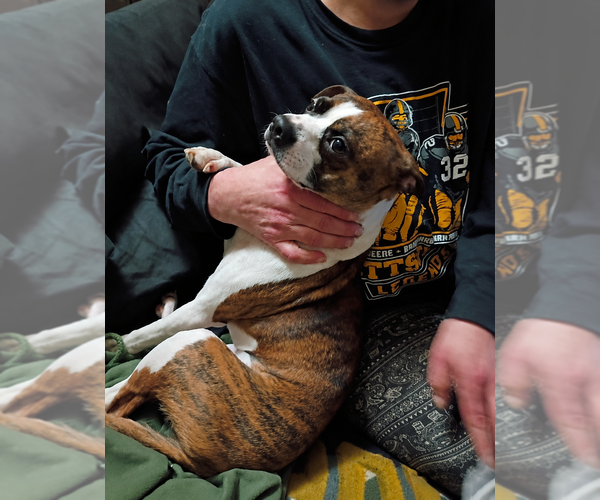 Medium Photo #4 Boston Huahua Puppy For Sale in Springdale, PA, USA