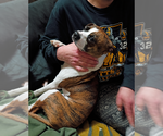 Small #3 Boston Huahua