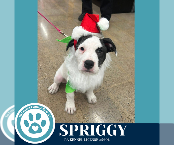 Medium Photo #3 Labrador Retriever-Unknown Mix Puppy For Sale in Kimberton, PA, USA