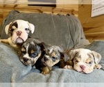 English Bulldog - Male Bulldog Puppy for Sale - Small photo