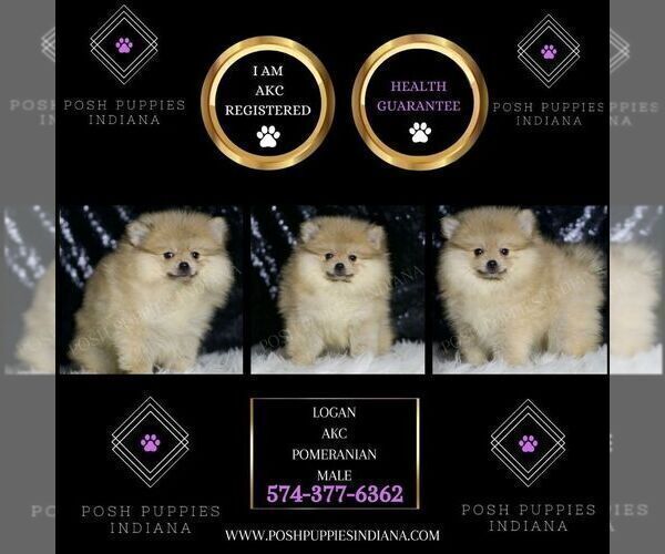 Medium Photo #2 Pomeranian Puppy For Sale in WARSAW, IN, USA
