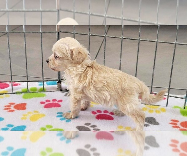 Medium Photo #4 Maltese-Poodle (Toy) Mix Puppy For Sale in ORO VALLEY, AZ, USA