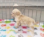 Small #3 Maltese-Poodle (Toy) Mix