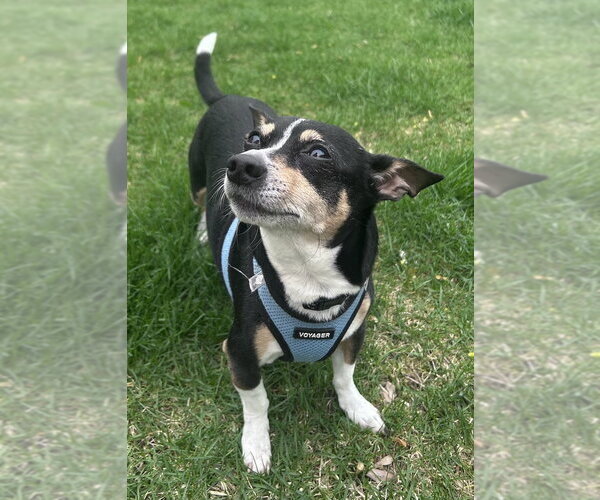 Medium Photo #2 Chihuahua Puppy For Sale in Mundelein, IL, USA