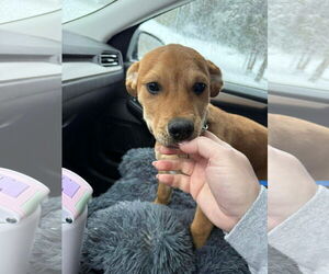 English Mastweiler Dogs for adoption in Oro Medonte, Ontario, Canada