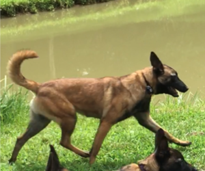 Mother of the Belgian Malinois puppies born on 12/31/2021