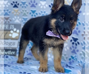 German Shepherd Dog Puppy for sale in LANCASTER, PA, USA