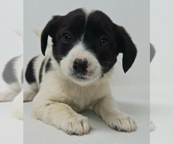 Medium Photo #2 Australian Shepherd-Unknown Mix Puppy For Sale in pomfret, CT, USA