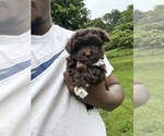 Small Photo #7 YorkiePoo Puppy For Sale in VANCEBURG, KY, USA