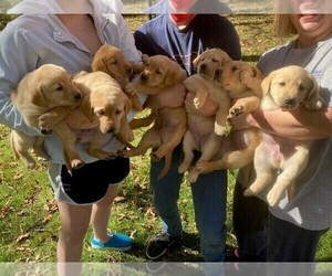 Medium Labrador Retriever