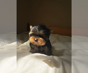Yorkshire Terrier Puppy for sale in LITTLEROCK, CA, USA