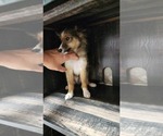 Puppy Sven Shetland Sheepdog