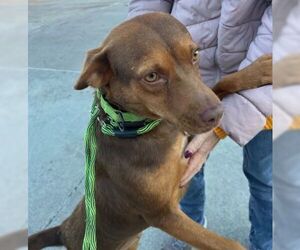 Choco - Female Border Collie-Chocolate Labrador retriever Mix Dog for Adoption - Photo #3