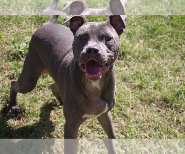 Medium Photo #2 American Staffordshire Terrier-Unknown Mix Puppy For Sale in Jackson, MS, USA