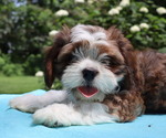 Small #2 Cava-Tzu