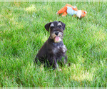 Small #7 Schnauzer (Miniature)