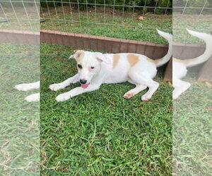 Australian Shepherd-Unknown Mix Dogs for adoption in White Bluff, TN, USA