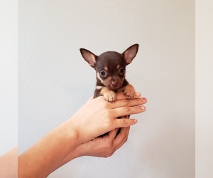 Chihuahua Puppy for sale in CHESAPEAKE, VA, USA