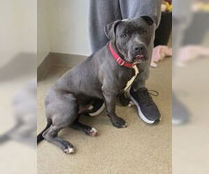 Mutt Dogs for adoption in Oskaloosa, IA, USA