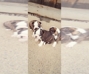 Boston Terrier Litter for sale in HARMONY, ME, USA