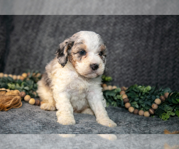 Medium Photo #24 Bernedoodle (Miniature) Puppy For Sale in NAPPANEE, IN, USA
