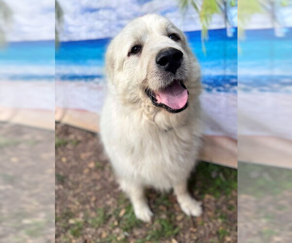 Medium Photo #7 Great Pyrenees Puppy For Sale in Spring, TX, USA