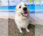 Small #6 Great Pyrenees
