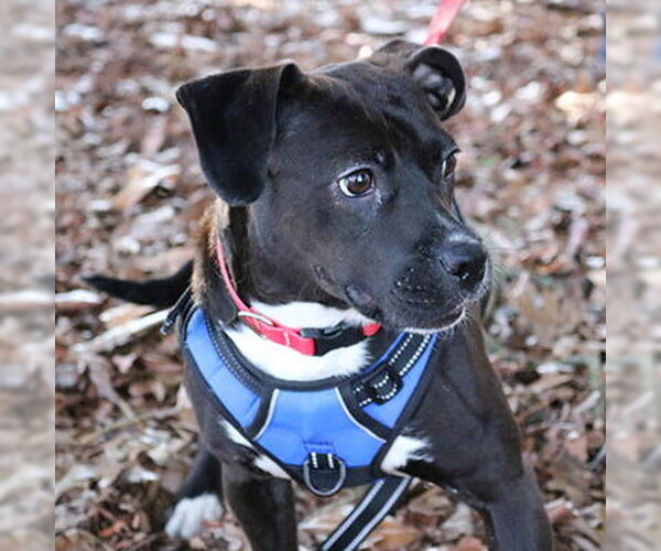 Medium Photo #1 Mutt Puppy For Sale in Lake Wylie, SC, USA