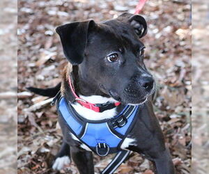 Mutt Dogs for adoption in Lake Wylie, SC, USA