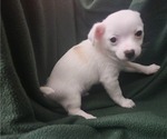 Puppy Snowball Chihuahua-Chiranian Mix