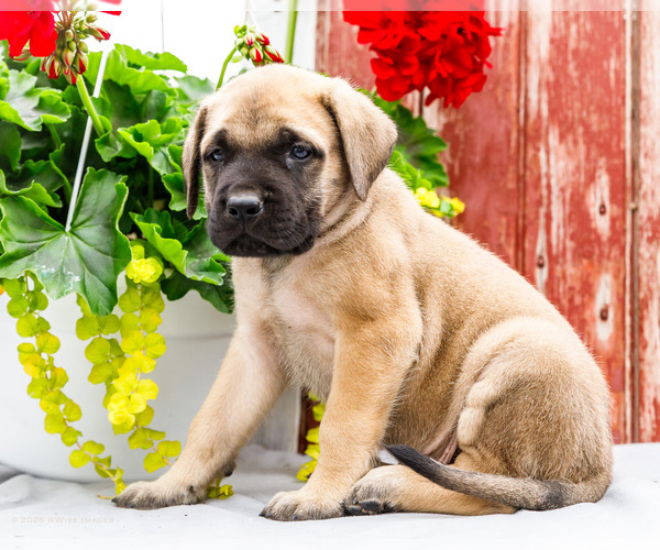 Medium Photo #7 Mastiff Puppy For Sale in WAKARUSA, IN, USA