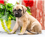 Small #6 Mastiff