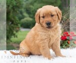 Small #5 Golden Retriever