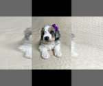 Small Photo #1 Miniature Bernedoodle Puppy For Sale in TEMPERANCE, MI, USA
