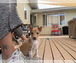 Small #1 Australian Shepherd Mix