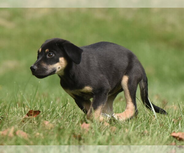 Medium Photo #4 Australian Shepherd-Unknown Mix Puppy For Sale in Mechanicsburg, PA, USA