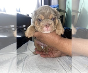 Bulldog Puppy for sale in MIDWAY CITY, CA, USA