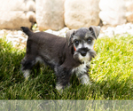 Small Photo #15 Schnauzer (Miniature) Puppy For Sale in MILLERSBURG, IN, USA
